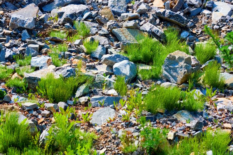 Free stock image of grass and stones created by 2happy