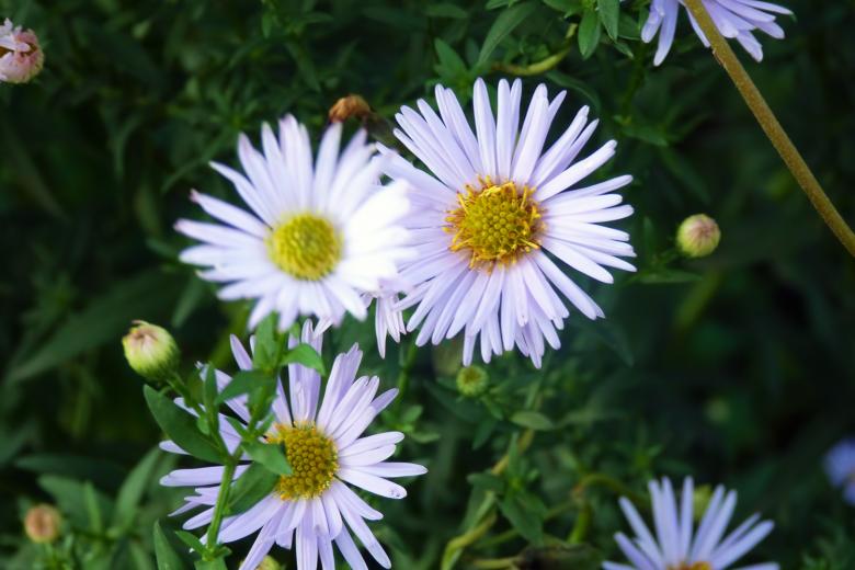 Free stock image of flowers created by Vladimir Ovcharov