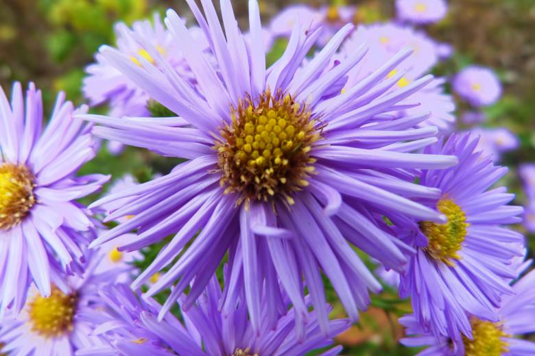Free stock image of flower created by Vladimir Ovcharov