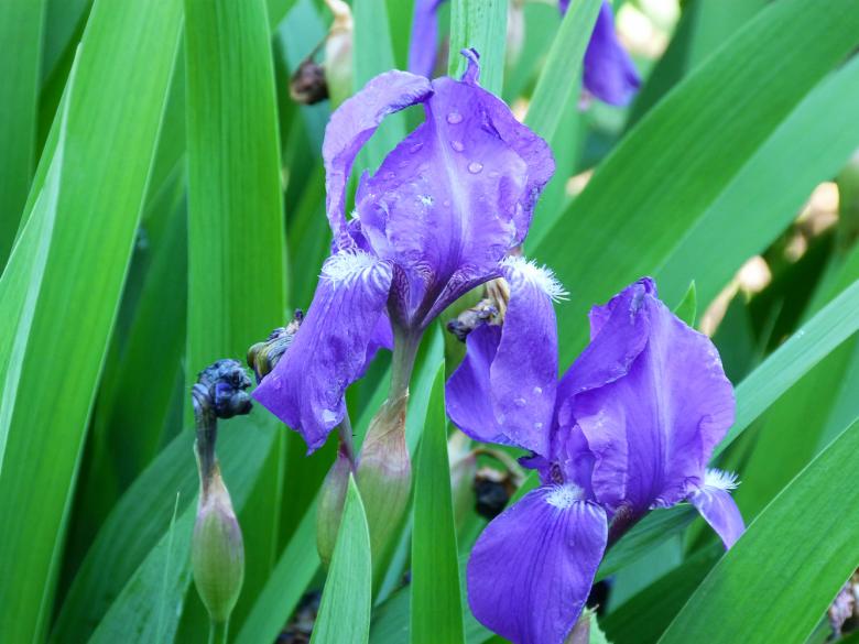 Free stock image of flower created by Vladimir Ovcharov
