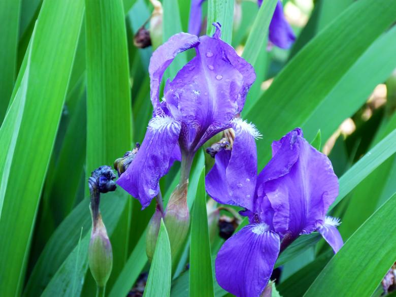 Free stock image of flower created by Vladimir Ovcharov