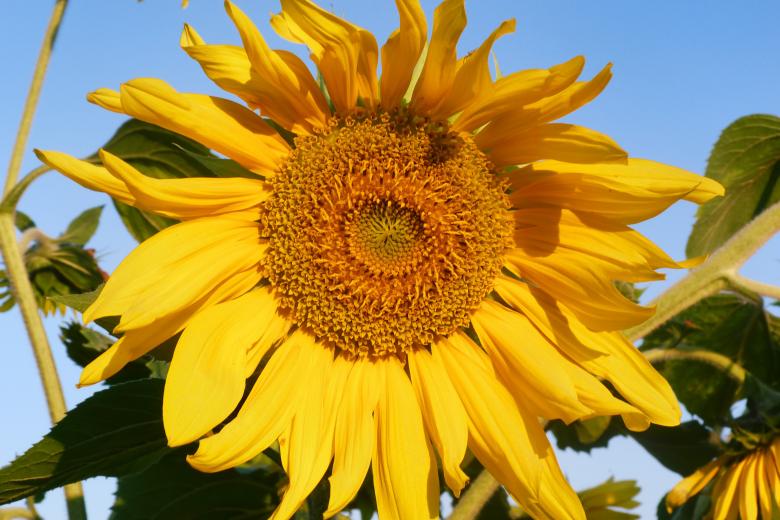 Free stock image of Sunflower Up Close created by Vladimir Ovcharov