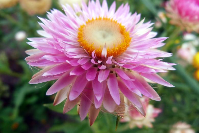 Free stock image of Beautiful Pink Flower created by Vladimir Ovcharov