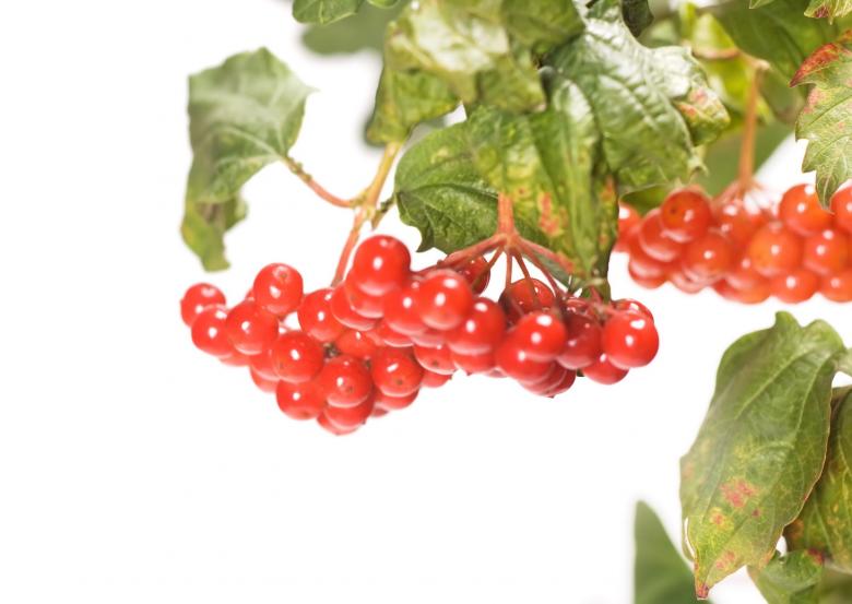 Free stock image of Berries  created by 2happy