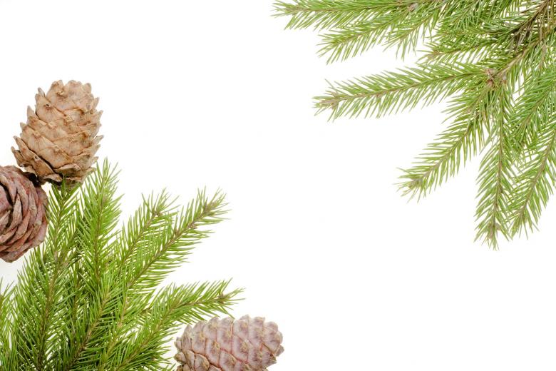 Free stock image of Pine branches created by 2happy