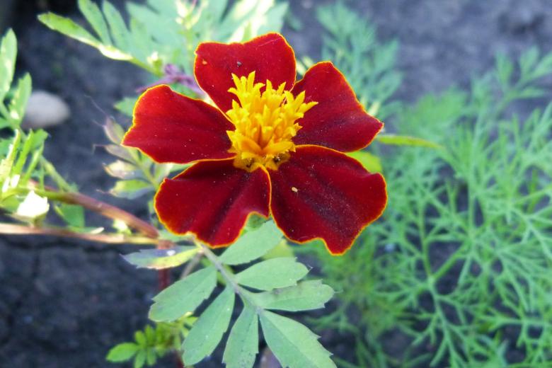 Free stock image of Dark Red Flower created by Vladimir Ovcharov