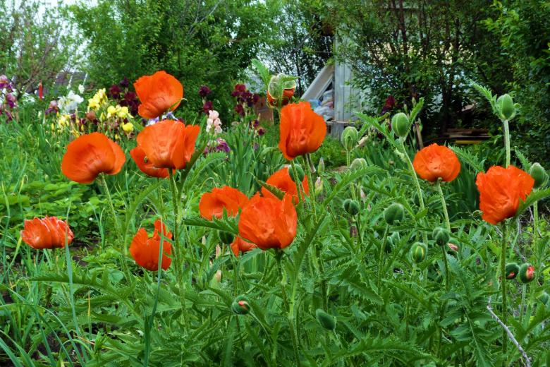 Free stock image of flower created by Vladimir Ovcharov