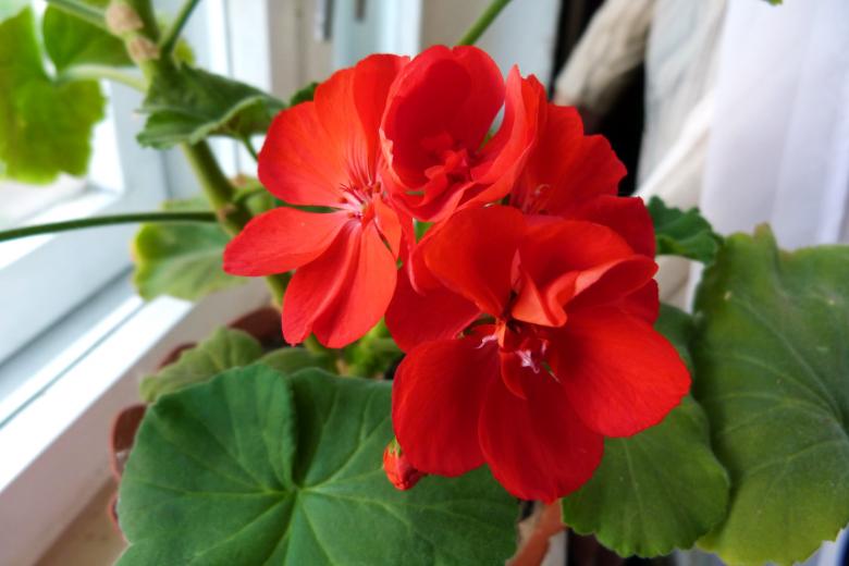 Free stock image of Red Pot Flower created by Vladimir Ovcharov