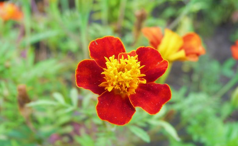Free stock image of Red and Yellow Flower created by Vladimir Ovcharov