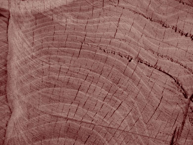 Free stock image of Inside of the wood created by Alen