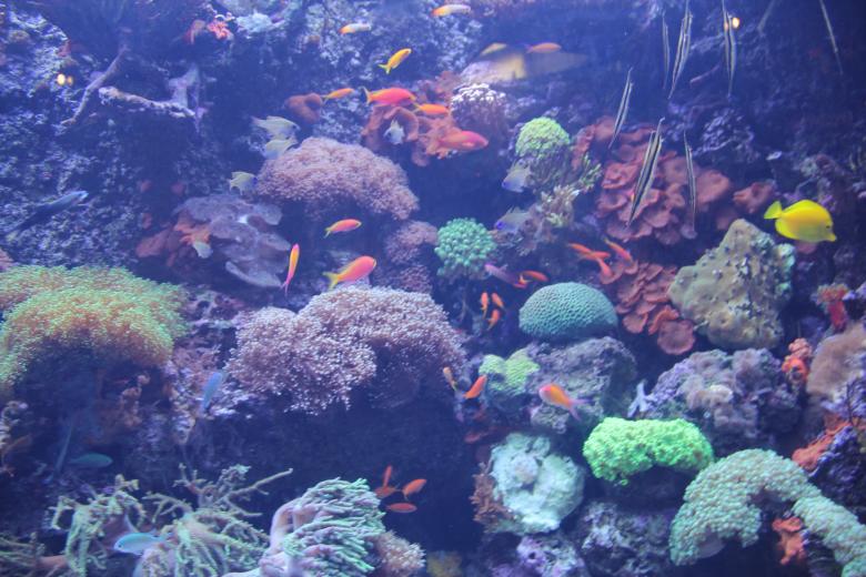 Free stock image of Inside the Ocean created by Claudio Rafael