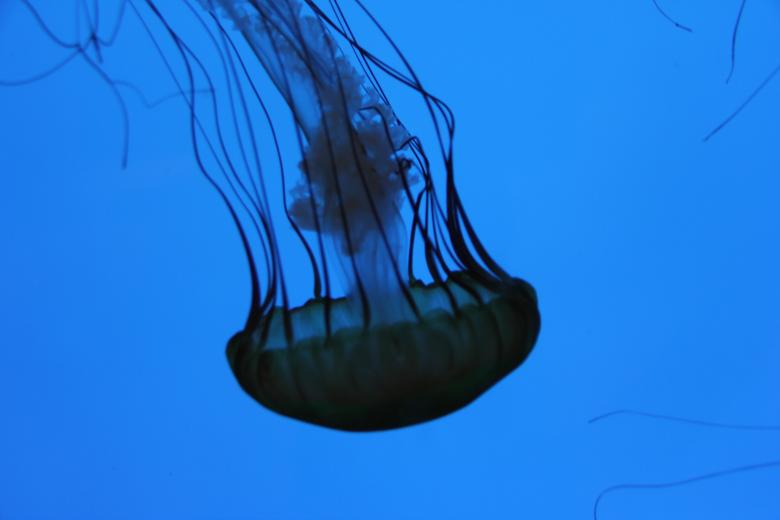 Free stock image of Jelly Fish Closeup created by Claudio Rafael