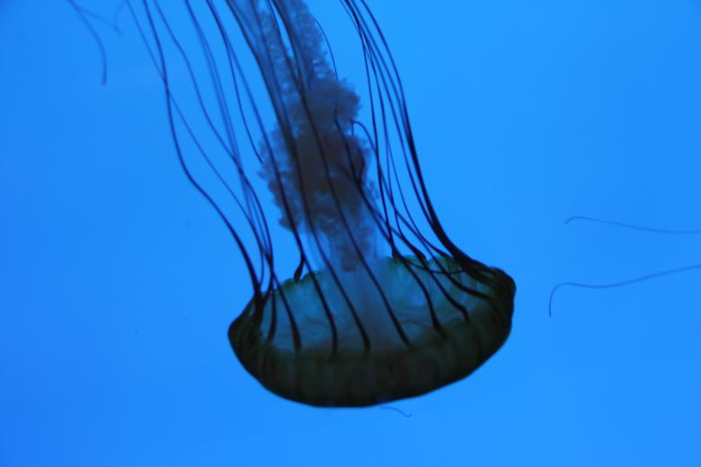 Free stock image of Jelly Fish Closeup created by Claudio Rafael
