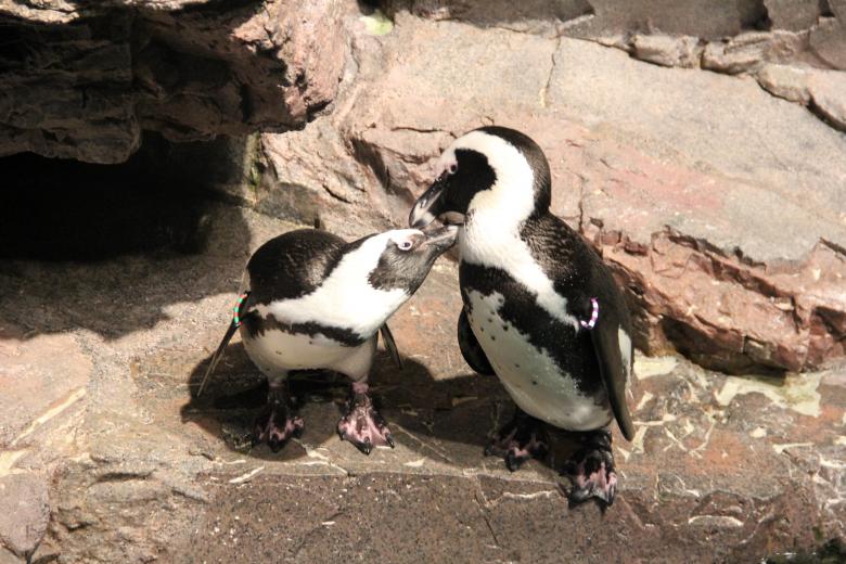 Free stock image of Penguin Couple created by Claudio Rafael