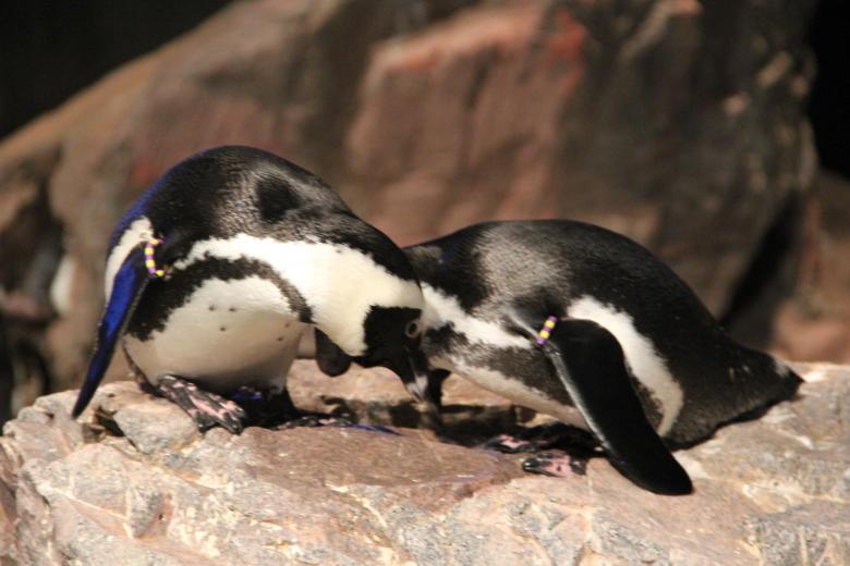 Free stock image of Penguin Couple created by Claudio Rafael