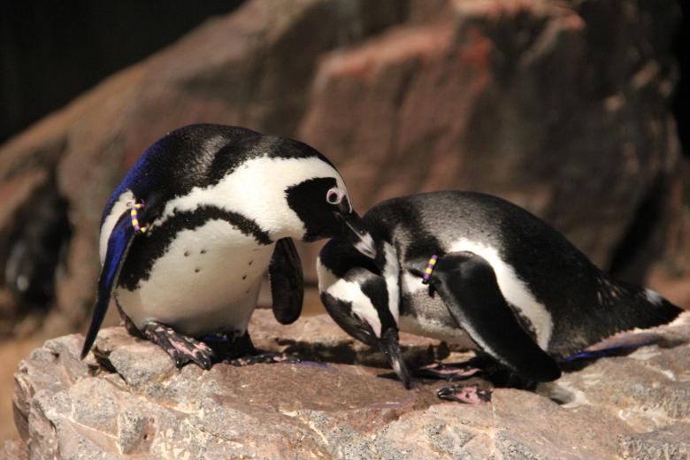 Free stock image of Penguins created by Claudio Rafael
