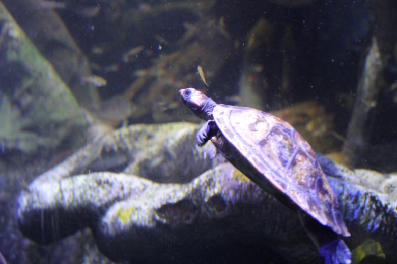 Free stock image of Turtle in the Water created by Claudio Rafael