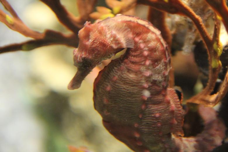 Free stock image of Seahorse Closeup created by Claudio Rafael