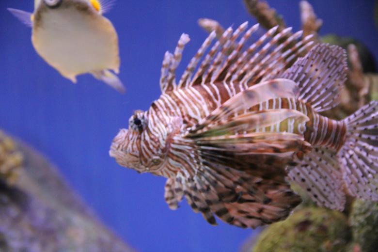 Free stock image of Fish in the Aquarium created by Claudio Rafael