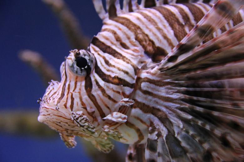 Free stock image of Fish in the Ocean created by Claudio Rafael