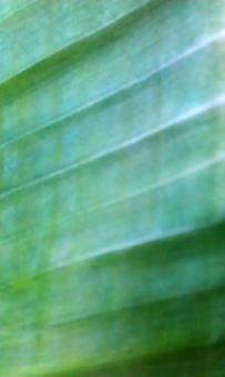Banana leave - Free Stock Photo