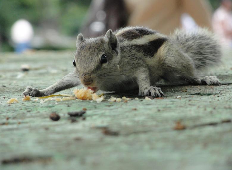 Free stock image of A Squirrel Eating created by Tona sam