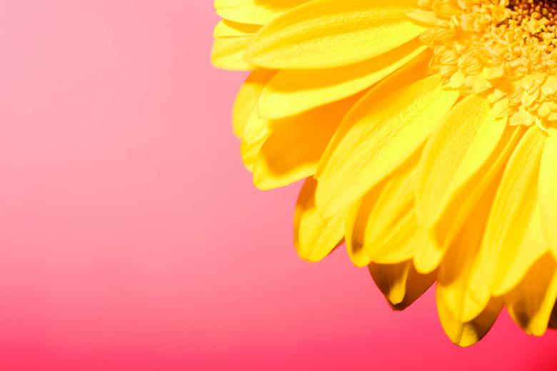 Free stock image of Beautiful flower created by 2happy