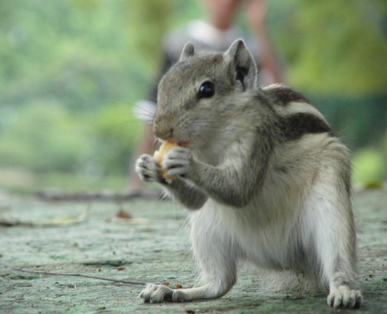 Free stock image of A Standing Sqiurrel  created by Tona sam