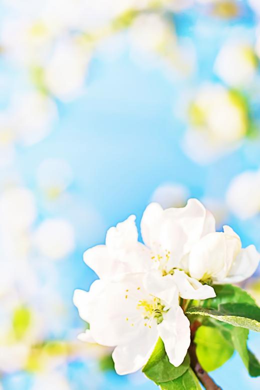 Free stock image of White flowers background created by 2happy