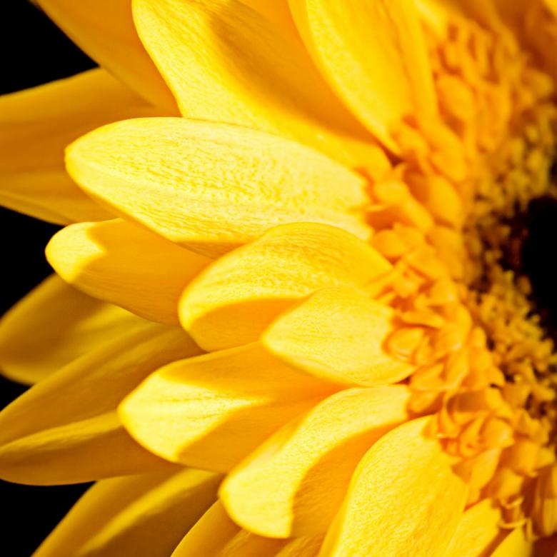 Free stock image of Yellow Sunflower Close Up created by 2happy