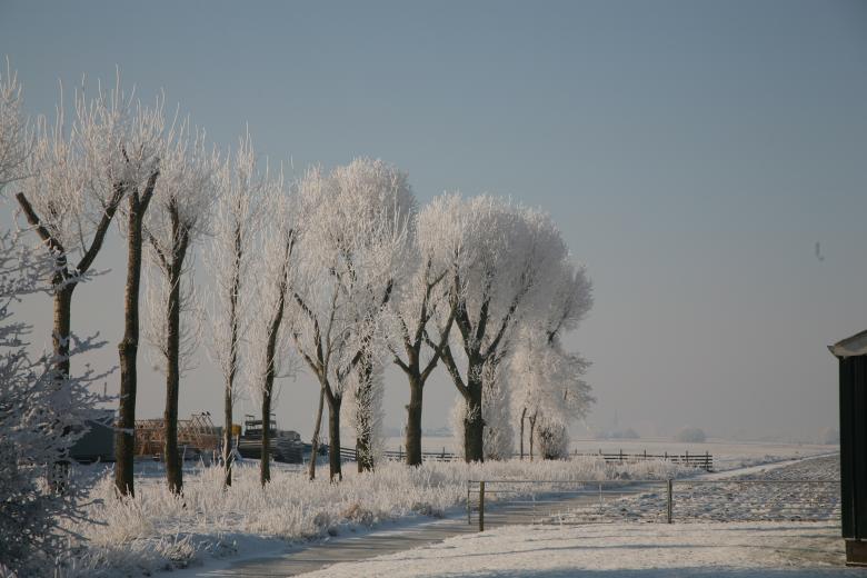 Free stock image of Winter Trees created by Ed Sanders