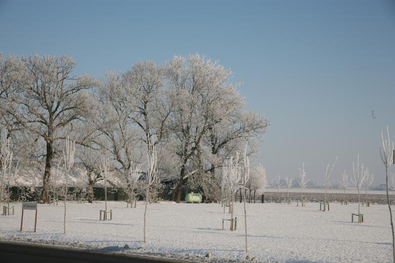 Free stock image of Winter Trees created by Ed Sanders