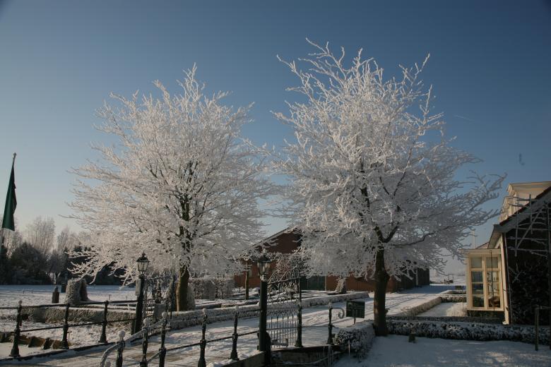 Free stock image of Winter Trees created by Ed Sanders