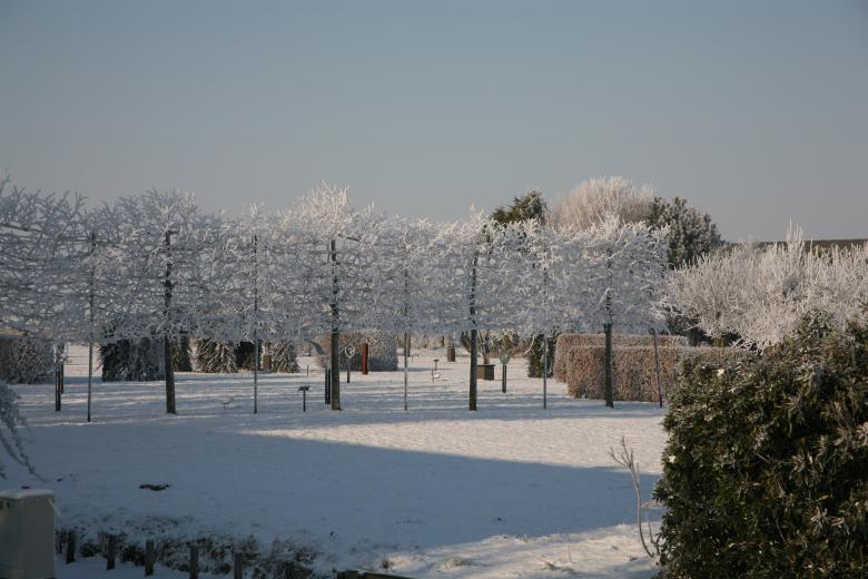 Free stock image of Winter Trees created by Ed Sanders