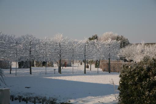 Winter Trees