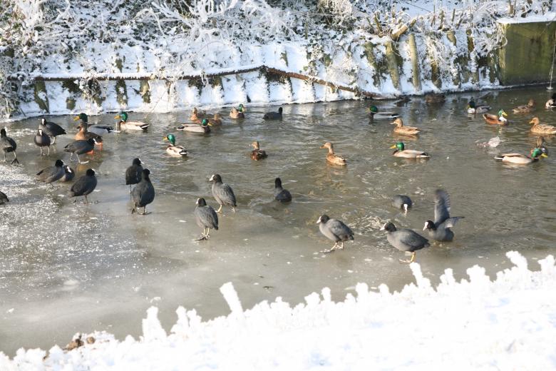 Free stock image of Waterkippies in wak created by Ed Sanders
