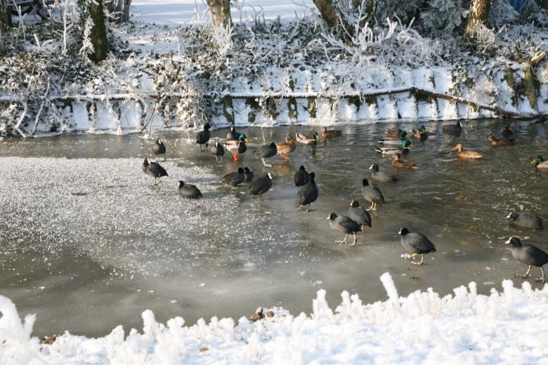 Free stock image of Waterkippies in wak created by Ed Sanders