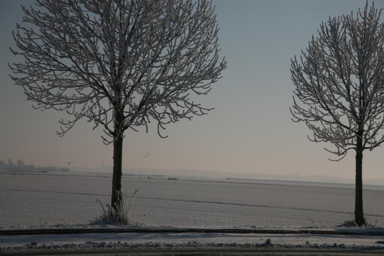 Free stock image of Tree in the snow created by Ed Sanders