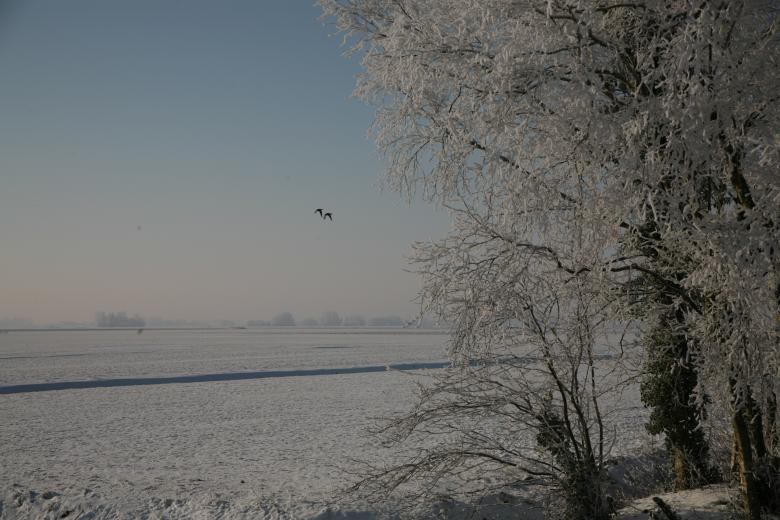 Free stock image of Tree in the Snow created by Ed Sanders