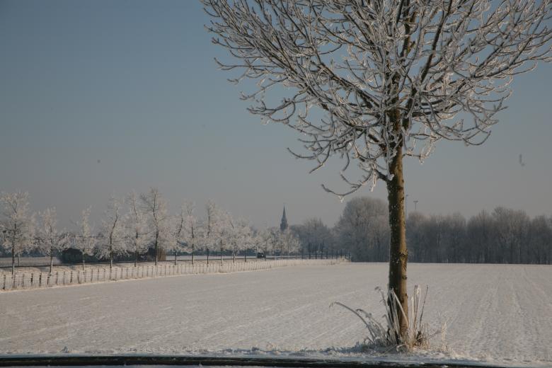 Free stock image of Tree in the Snow created by Ed Sanders
