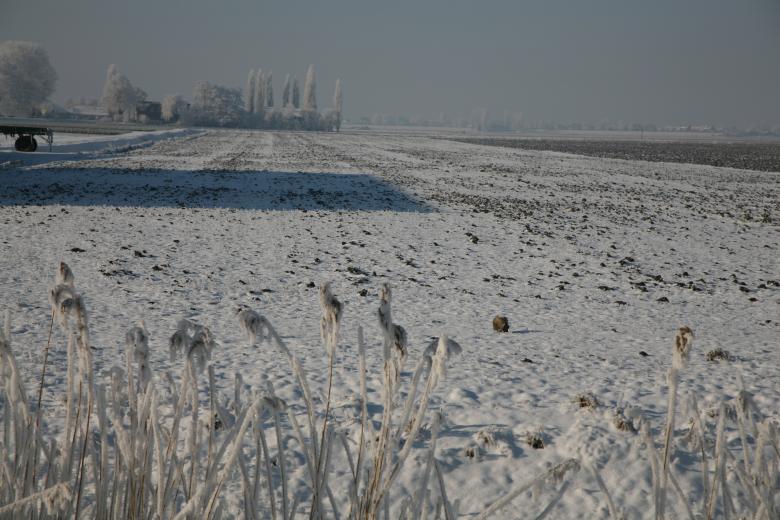 Free stock image of Schapen in de sneeuw created by Ed Sanders