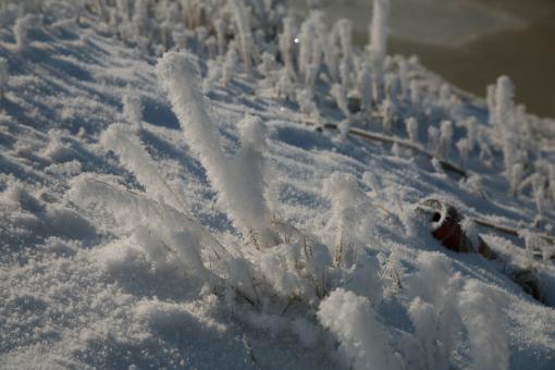Besneeuwde riet - Free Stock Photo