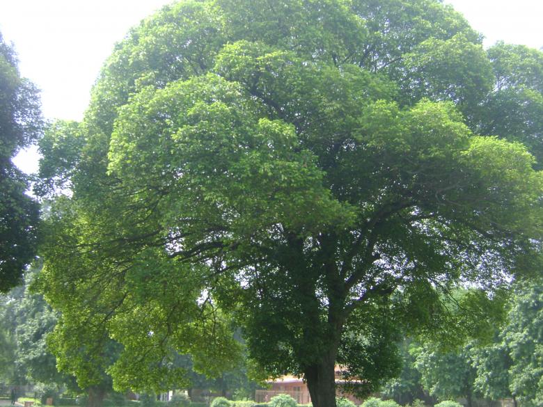 Free stock image of A Tree created by Tona sam