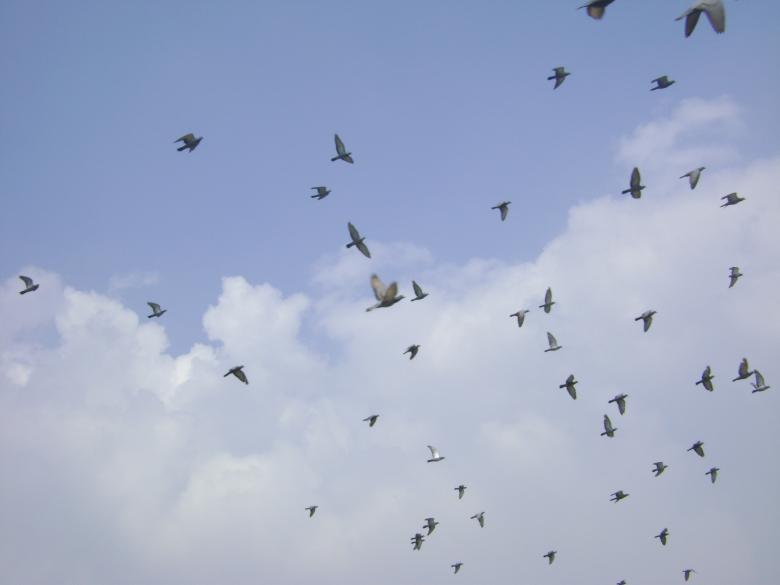Free stock image of Birds flying  created by Tona sam