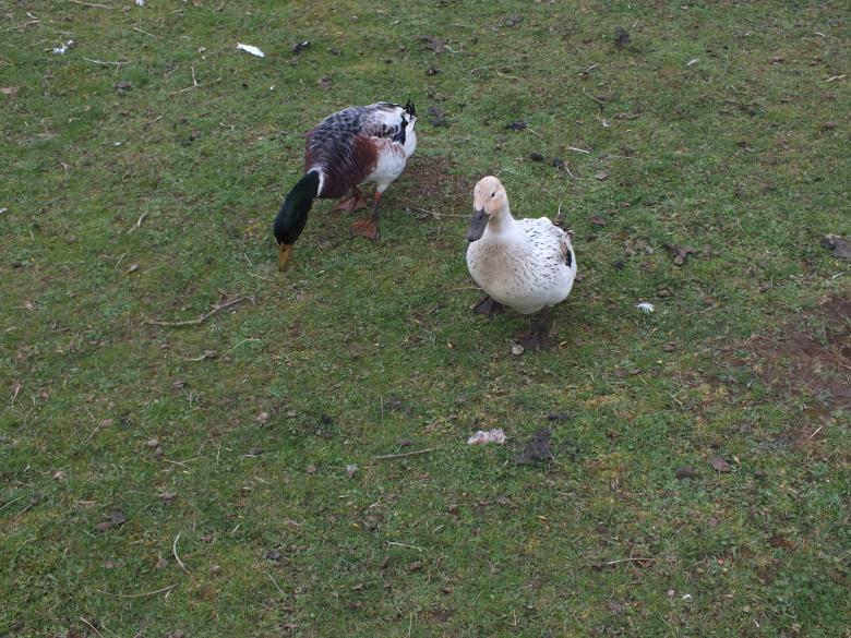 Free stock image of Ducks created by Stephan Gerlach