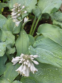 Free Stock Photo of Hosta Bressingham