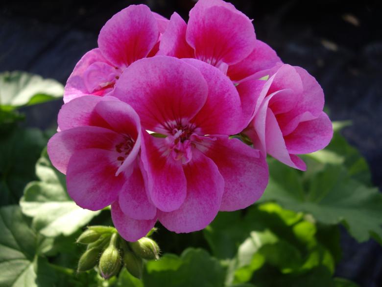 Free stock image of Pelargonia created by Tanua
