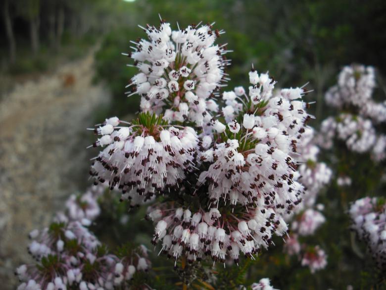 Free stock image of Flora created by Pablo Alba