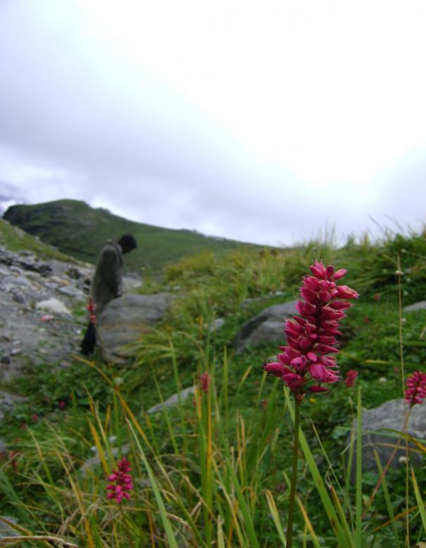 Free stock image of Flower in hill side created by Tona sam
