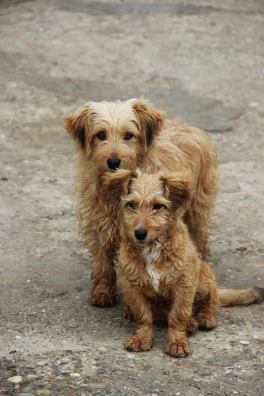 Free stock image of Brown dogies created by Nikola Arezina